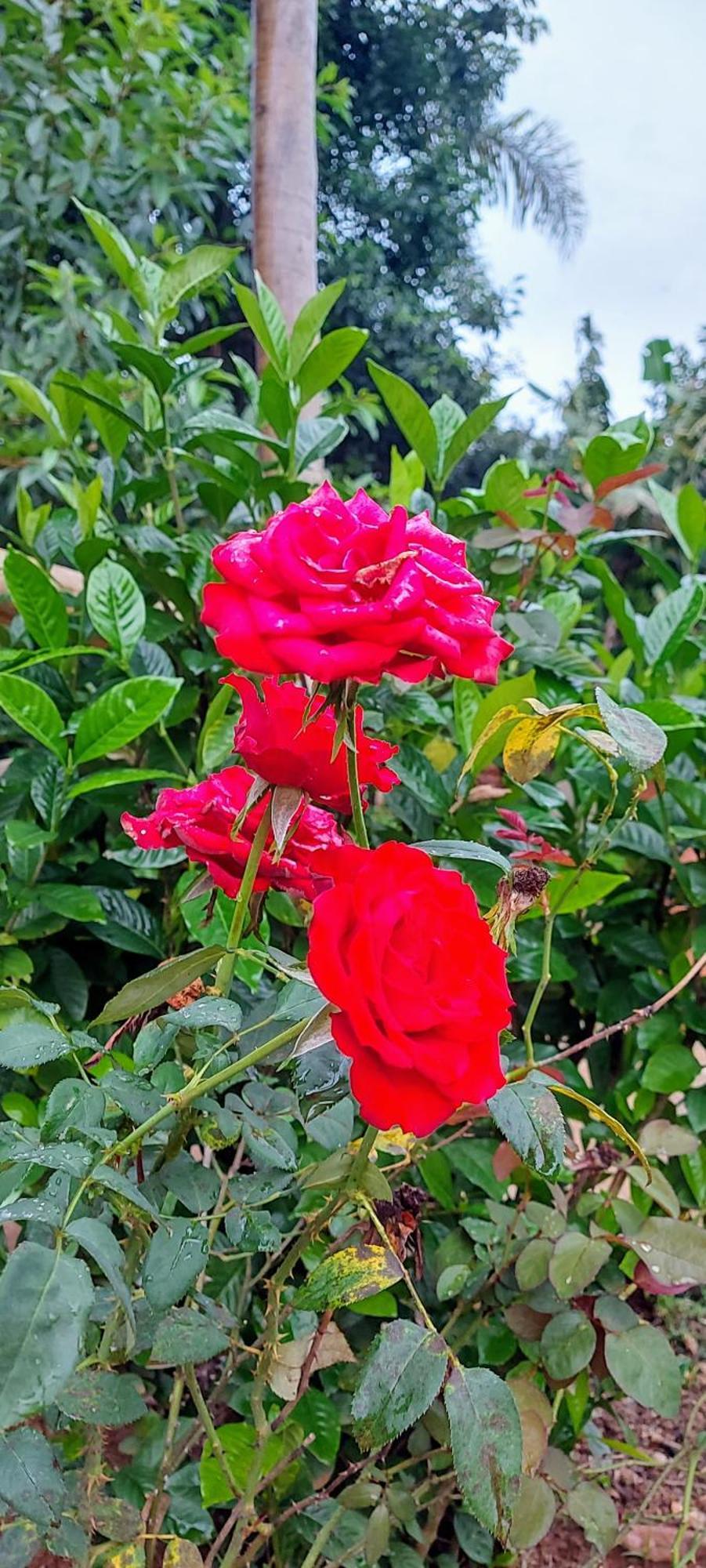Rancho Acacia Sao Roque Hotel Luaran gambar